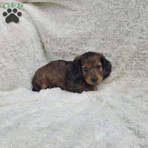 Tom, Dachshund Puppy